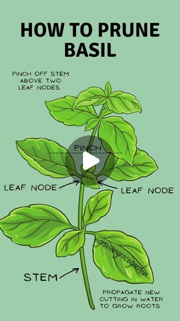 how to prune basil plant with instructions