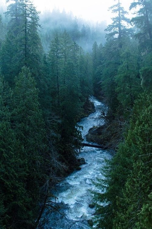 a river running through a forest filled with lots of green trees and tall pine trees