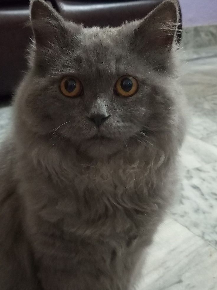 a gray cat sitting on the floor looking at the camera