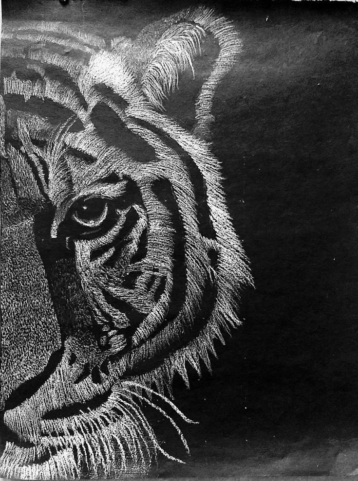 a black and white drawing of a tiger's face