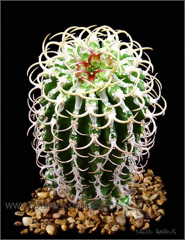 a green cactus with white and red flowers on it's head, surrounded by rocks