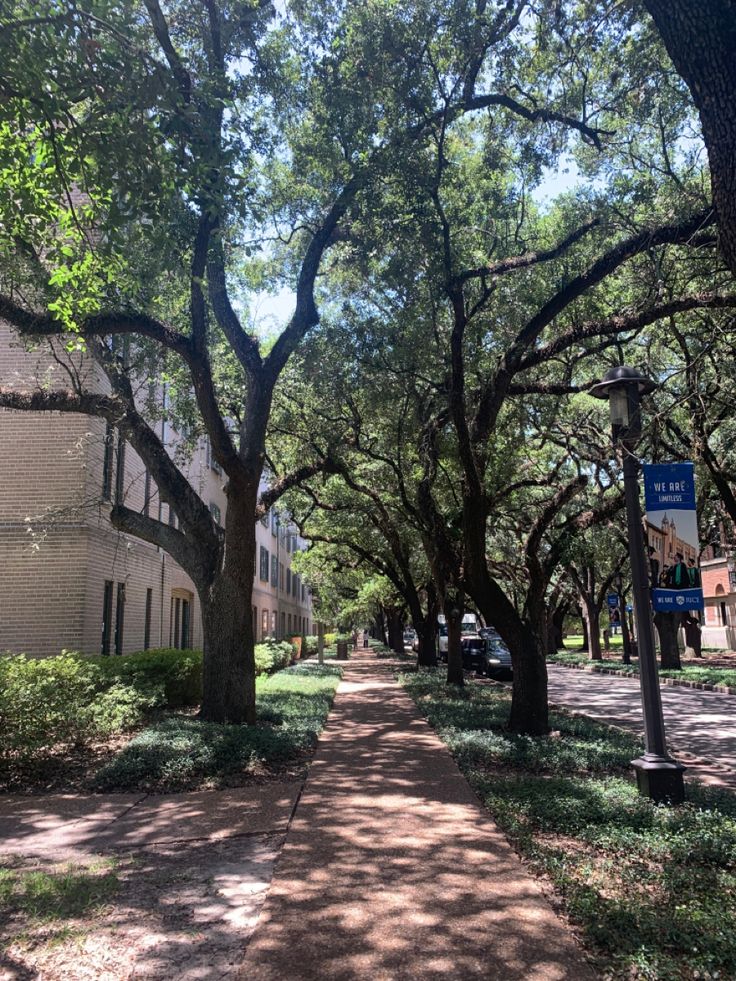 a tree lined sidewalk in front of an apartment building