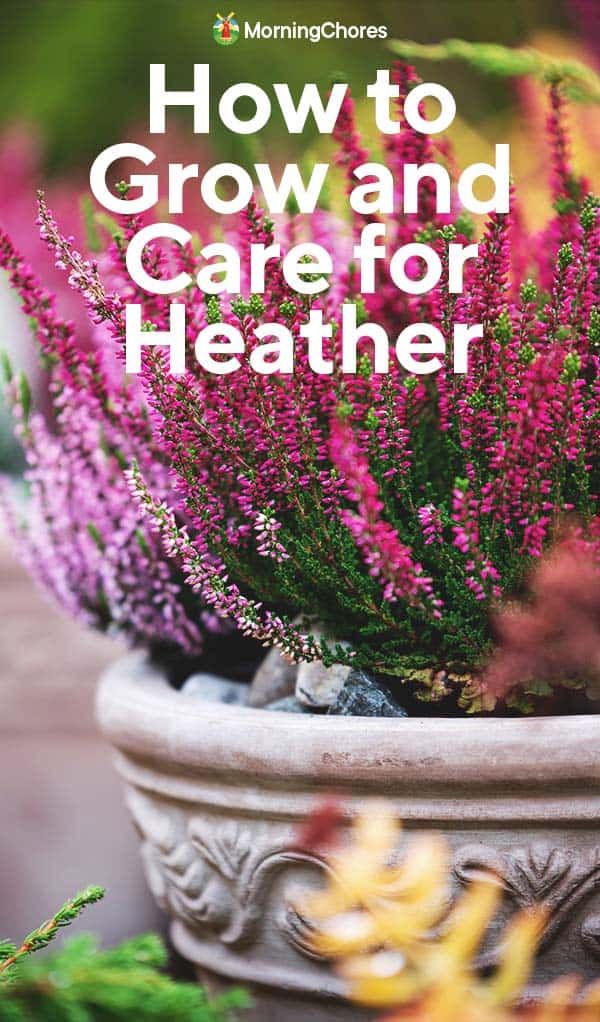 purple flowers in a pot with text overlay how to grow and care for heather