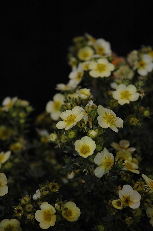 small white flowers with yellow centers in the dark