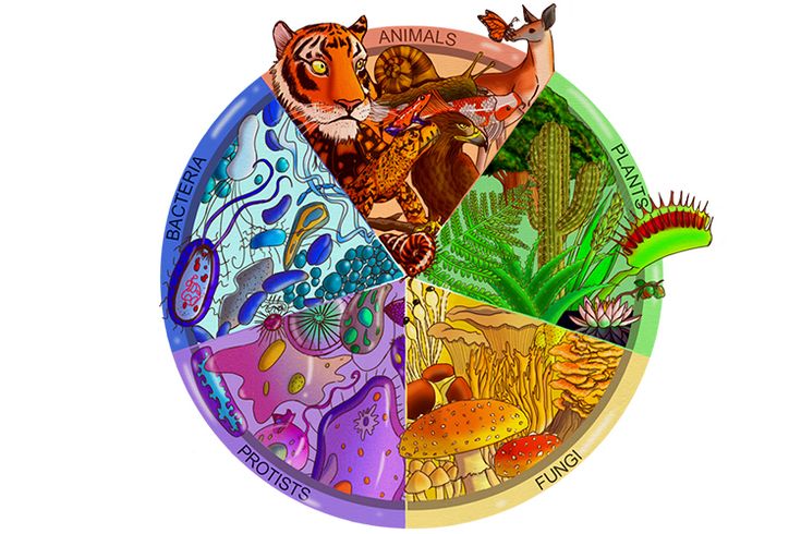 an animal's life cycle is depicted in this graphic art work, which depicts the four main stages of life