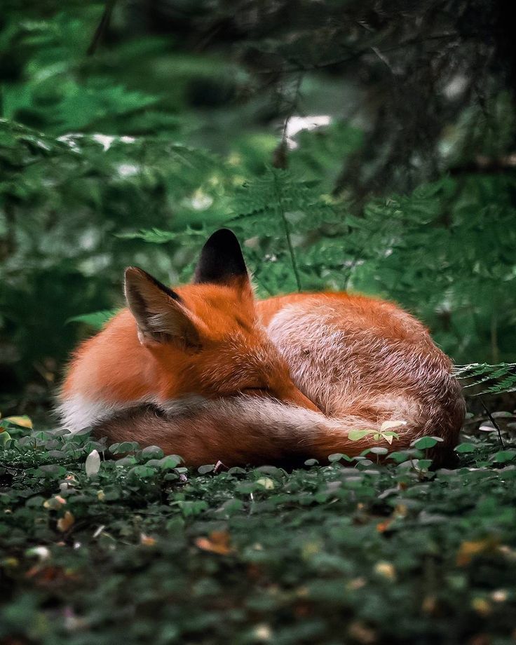 a red fox is laying in the grass