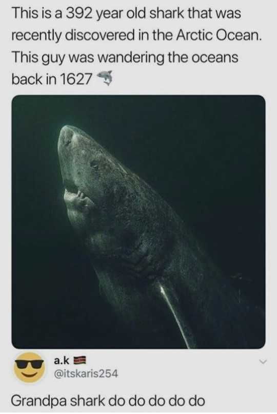 an image of a shark in the ocean with caption that reads, this is 922 year old shark that was recently discovered in the arctic ocean