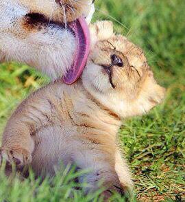 a lion cub is playing with its mother in the grass, and it's mouth is open