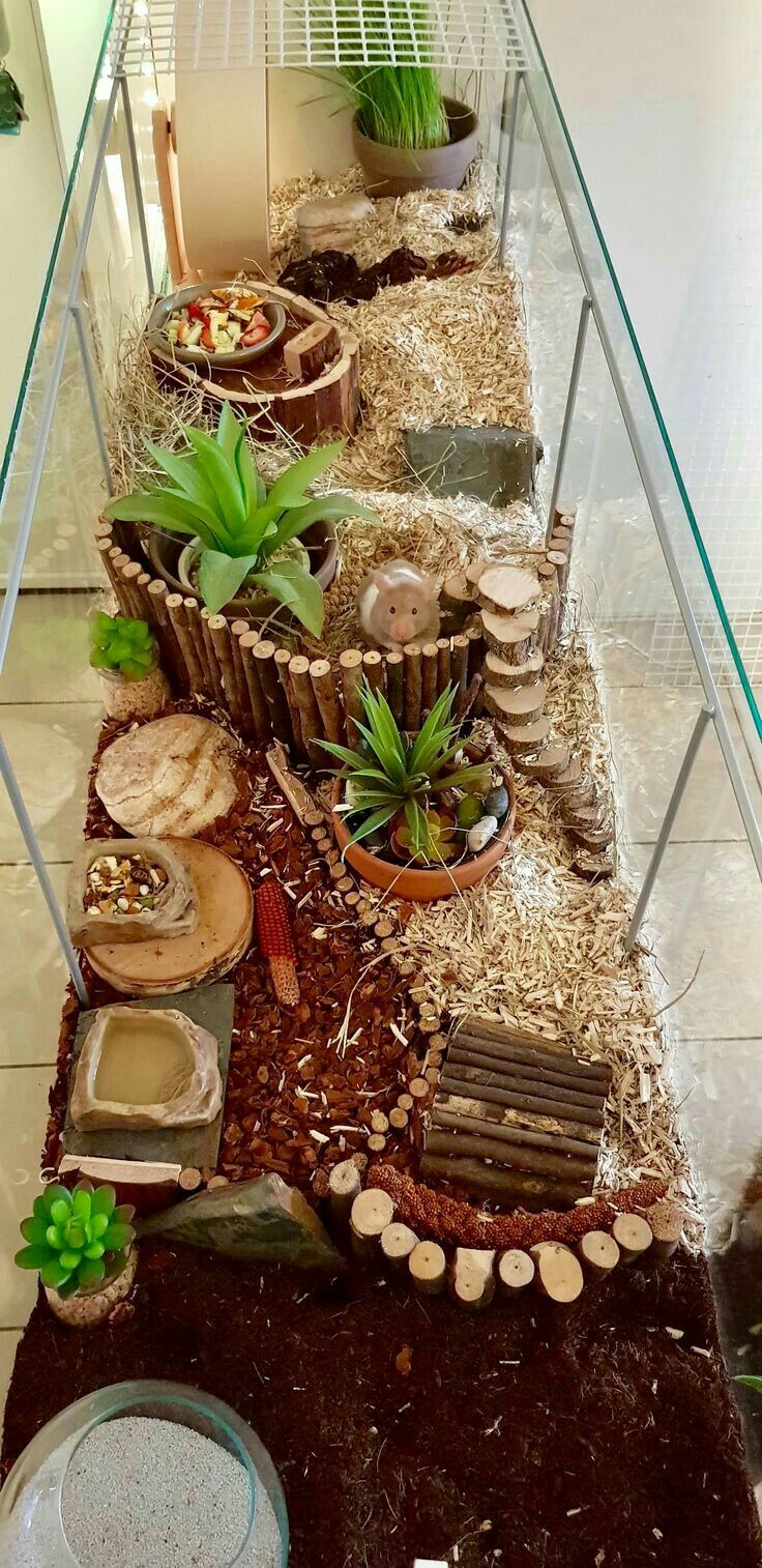 a glass shelf filled with plants and rocks