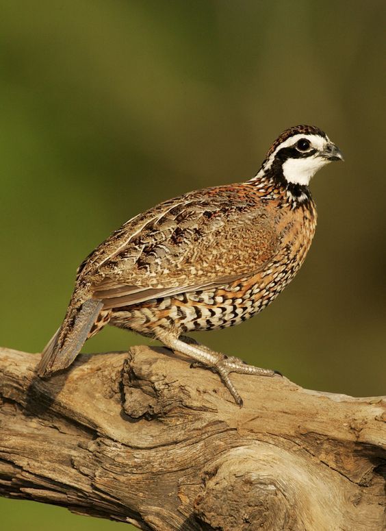 a small bird sitting on top of a tree branch