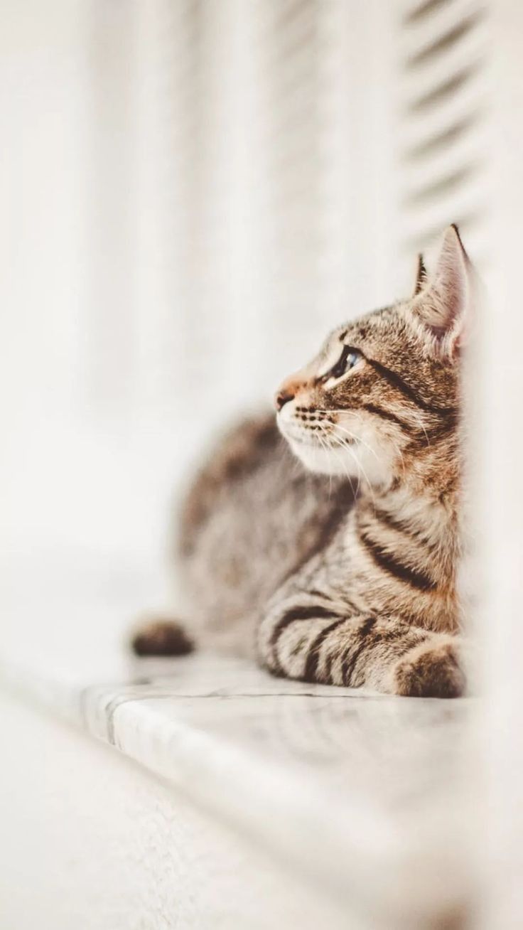 a cat sitting on the floor looking up