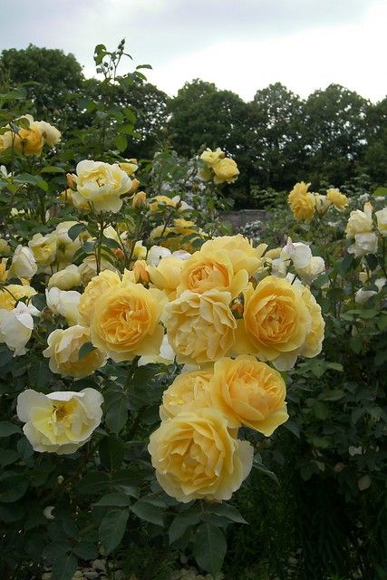 yellow and white roses blooming in a garden