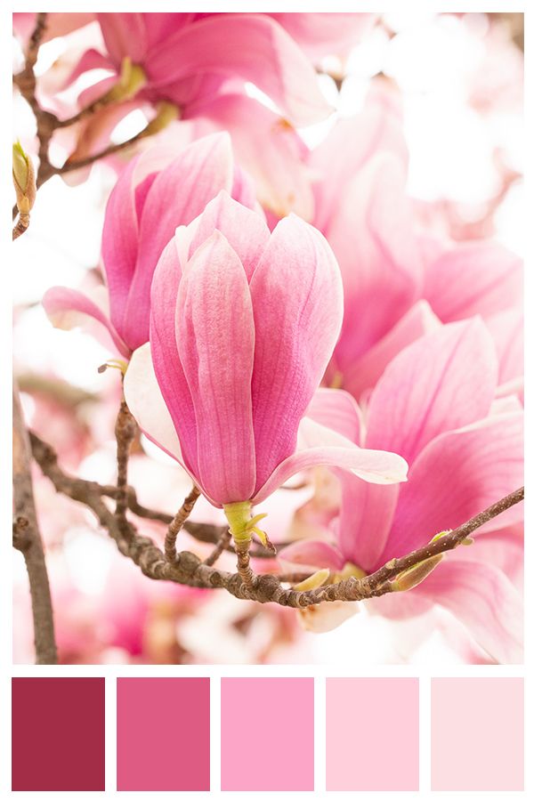 pink flowers are blooming on a tree branch in the sunlight, with color swatches