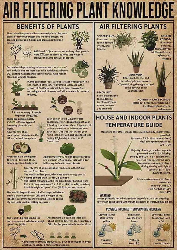 an old poster shows the different types of houseplants and how to use them