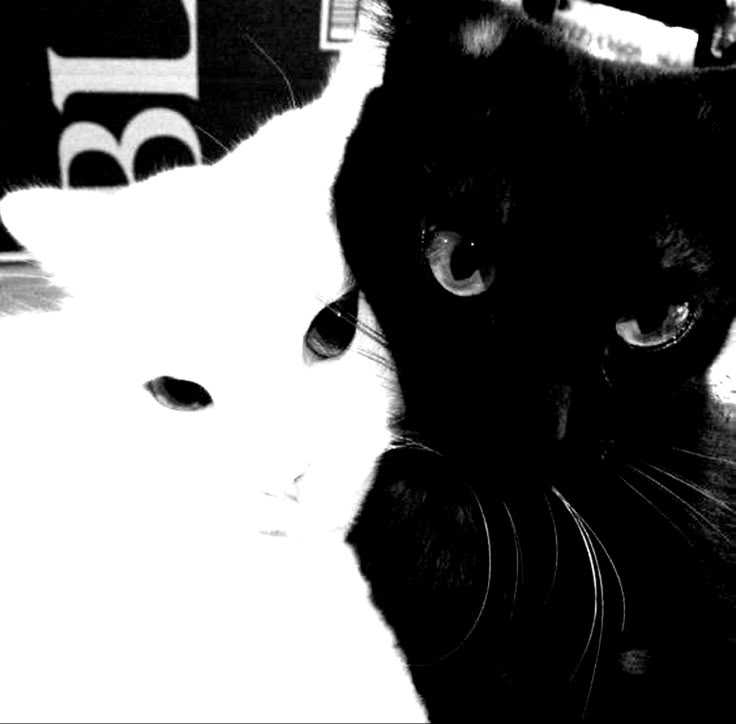 two black and white cats sitting next to each other