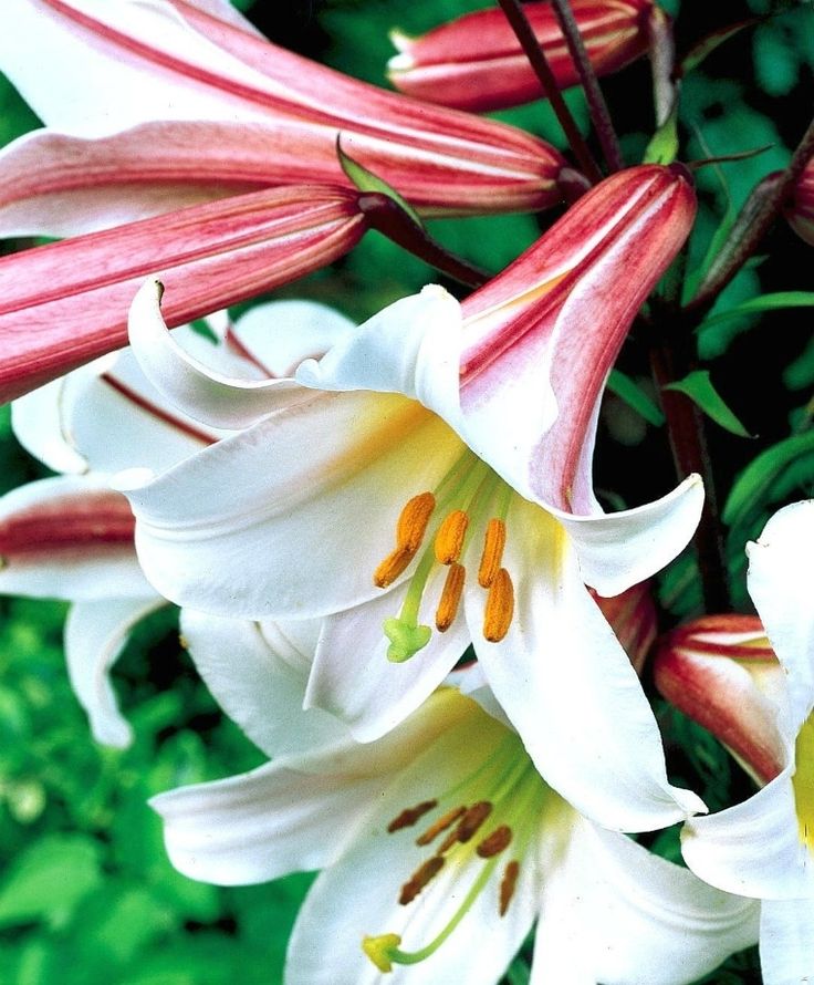 some white and pink flowers are blooming together