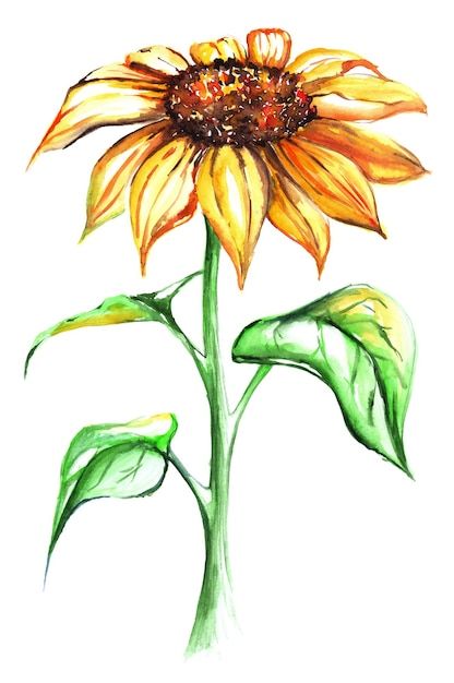 Sunflower Illustration, Sun Drawing, Sunflower Drawing, Sunflower Wall Art, Sunflower Bouquets, Watercolor Fashion, Sun Plants, Yellow Sun, Sunflower Art