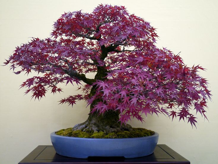 a bonsai tree with purple leaves in a blue pot