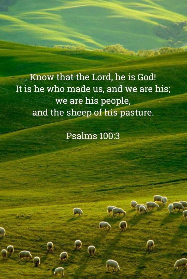 a herd of sheep grazing on top of a lush green field with a bible verse