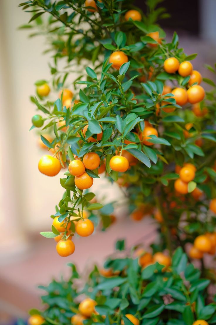 an orange tree with lots of fruit hanging from it's branches