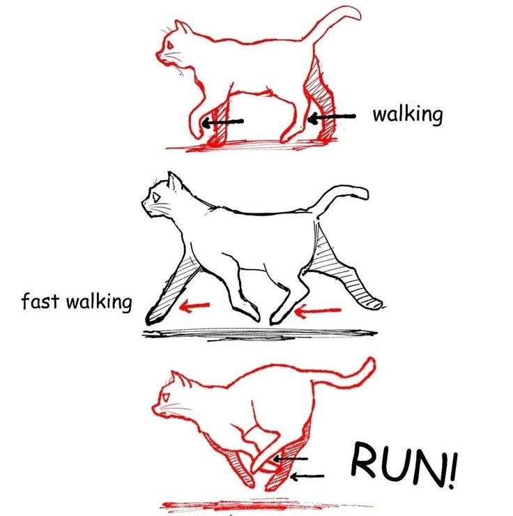 an image of cats walking and running