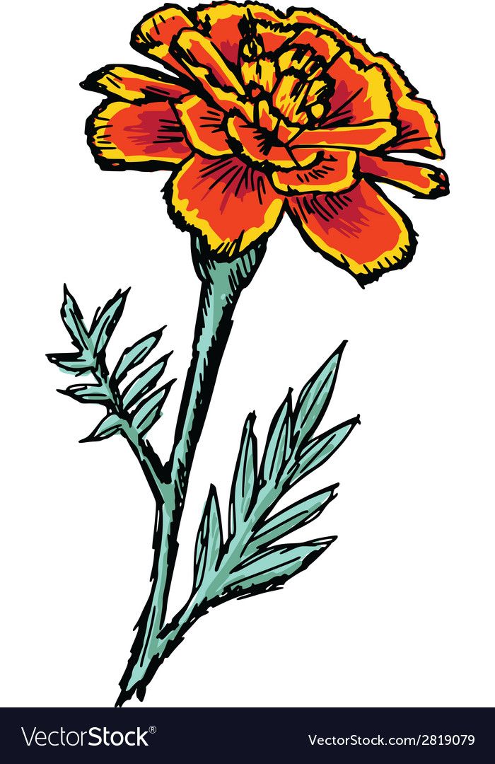 an orange flower on a white background