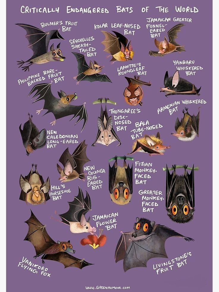 some bats with their names in english and spanish on them, all showing different types of eyes