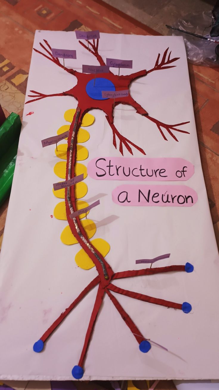 the structure of a neuron is made out of paper and colored pencils