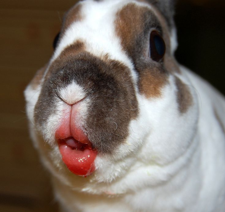 a small white and brown rabbit sticking its tongue out