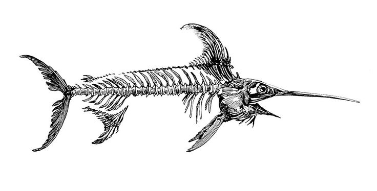 a fish skeleton is shown in this black and white drawing, it appears to be an aquatic