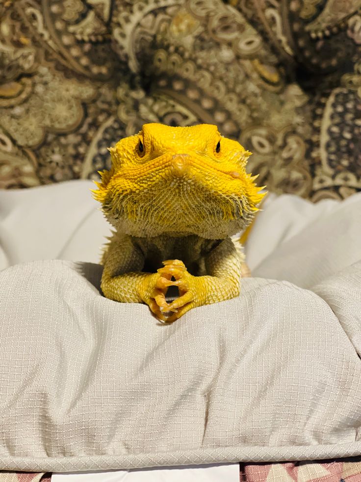 a yellow lizard sitting on top of a bed