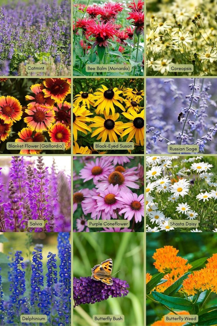 many different types of wildflowers are shown in this collage with the names