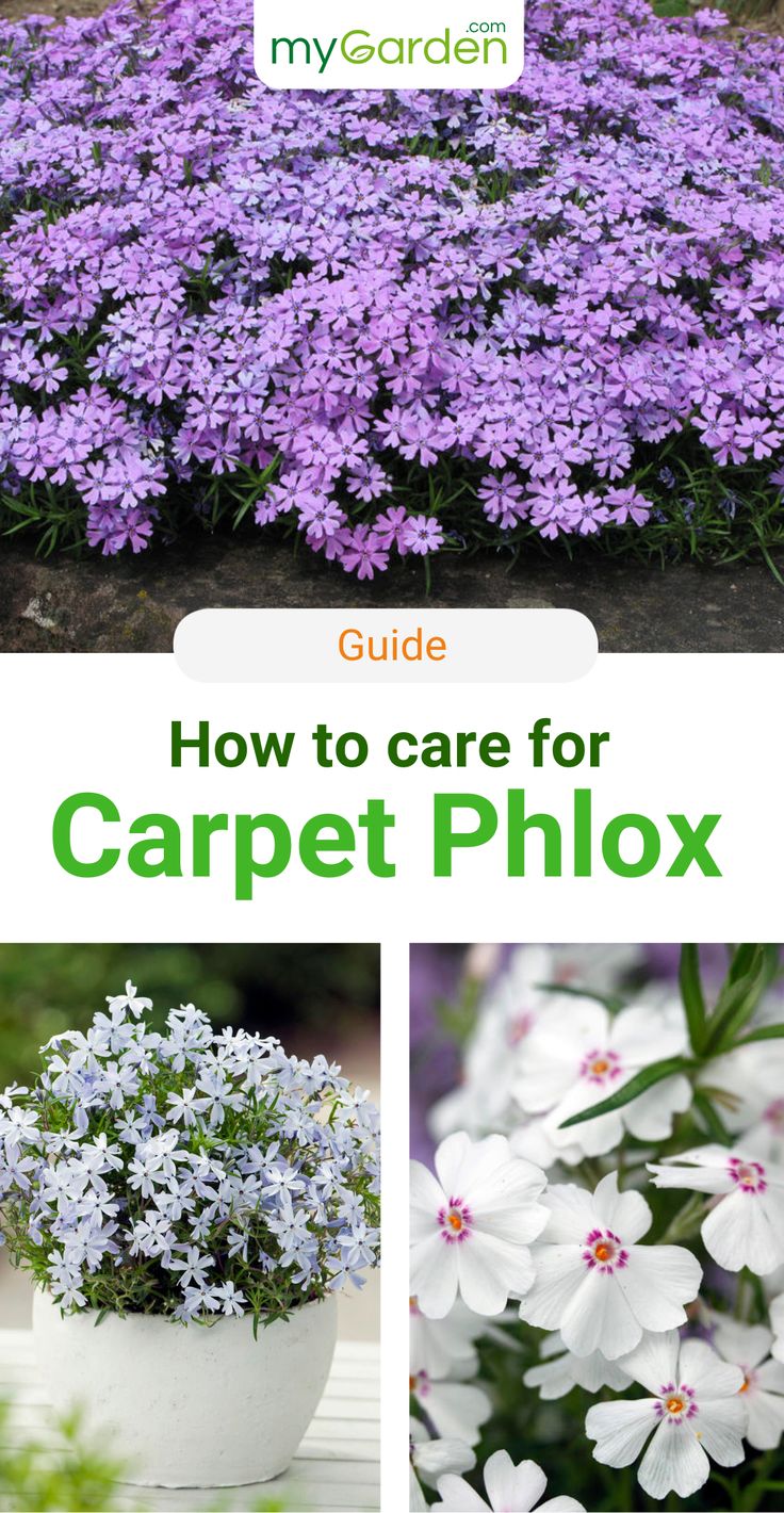 purple flowers with text overlay that says guide how to care for carpet phlox