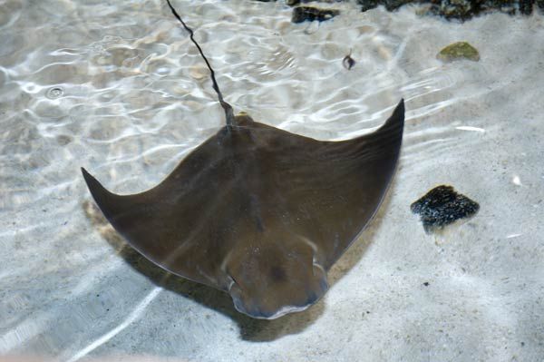 a manta ray swims in shallow water