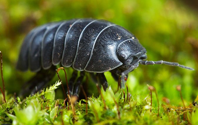 a close up of a black insect on some grass