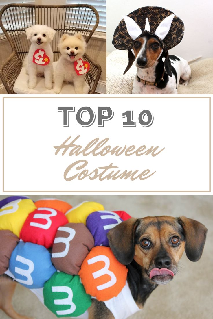 the top 10 halloween costumes for dogs to wear in their costume day, including a dog wearing a t - shirt with numbers on it