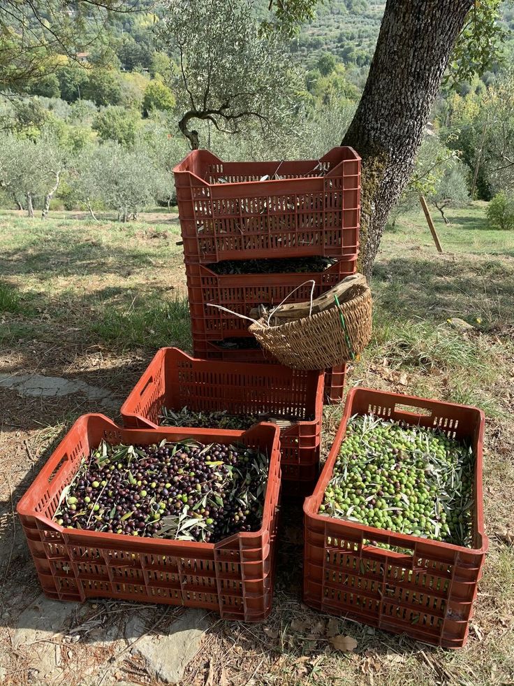 four baskets are stacked next to a tree