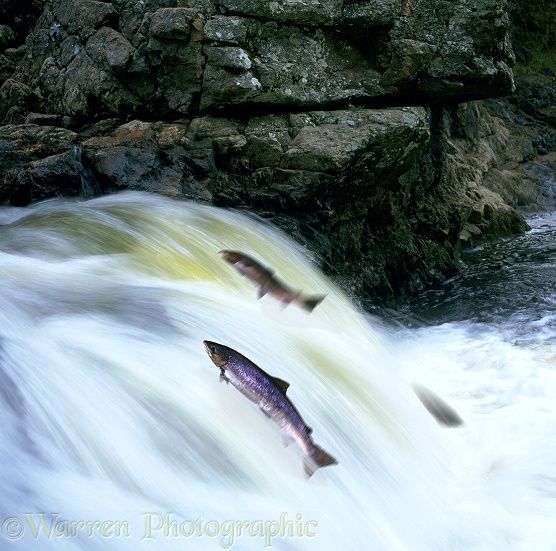 three fish leaping out of the water near some rocks