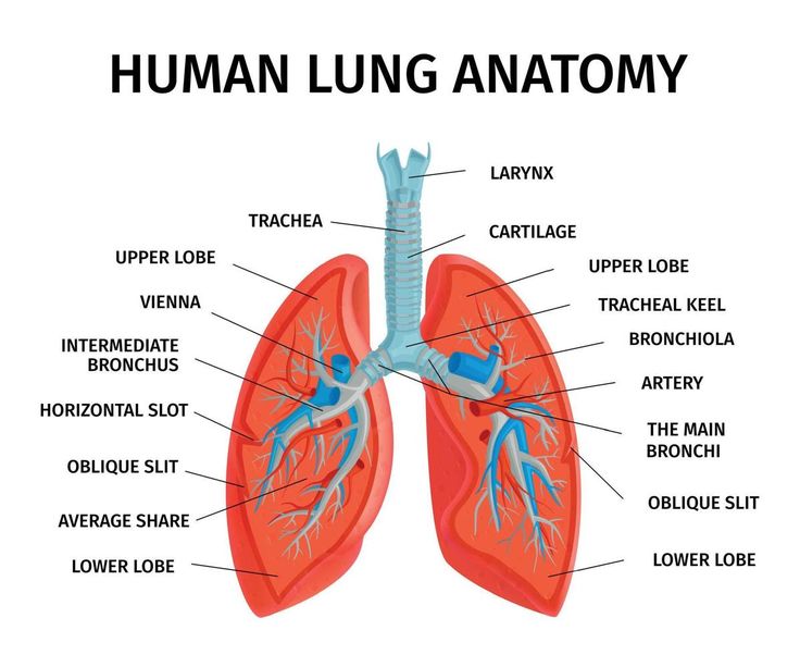 the human lung anatomy is shown in this diagram, it shows the location of the lungs and