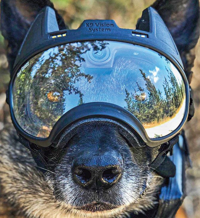 a dog wearing a helmet and goggles with trees in the reflection on it's face