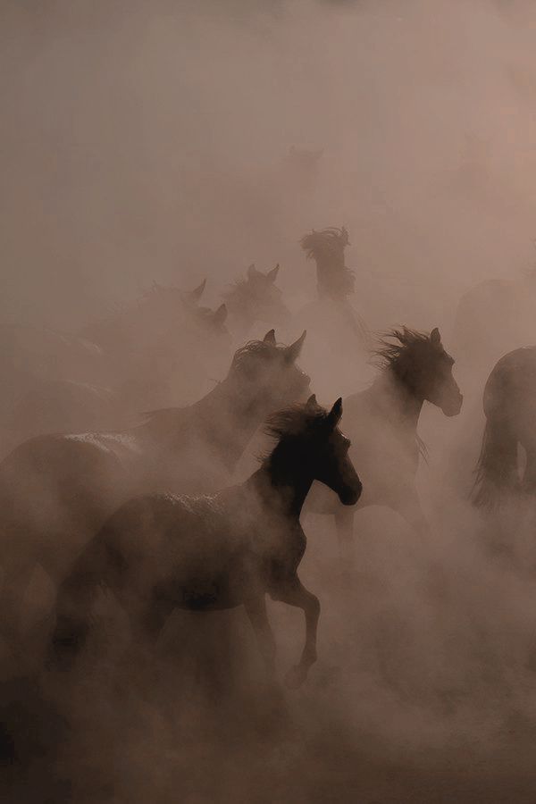 a herd of wild horses running across a foggy field