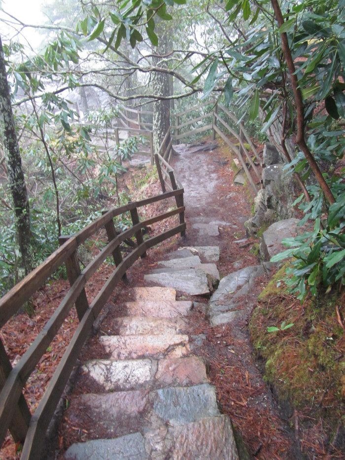 a wooden path in the woods with stone steps leading up to it and trees on both sides