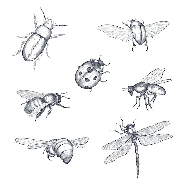 six different types of bugs on a white background