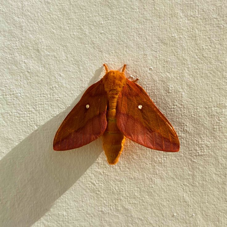 a brown and orange moth sitting on top of a white wall