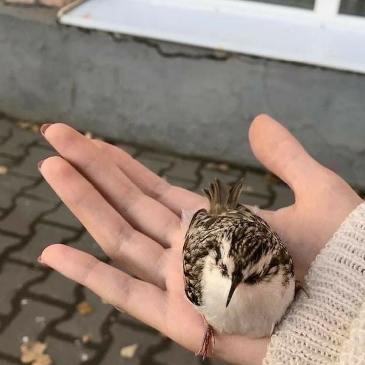 a small bird sitting on the palm of someone's hand