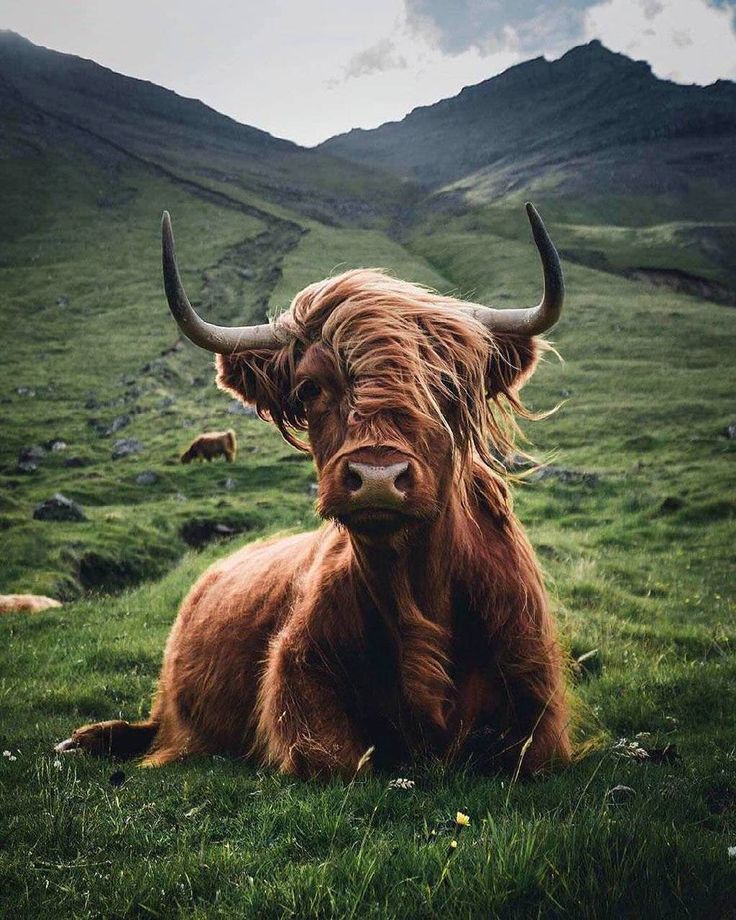 an animal that is laying down in the grass with horns on it's head