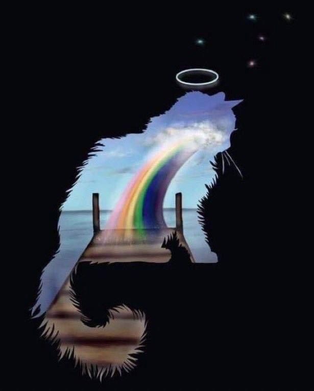 a cat is sitting on a dock with a rainbow in the sky above it and an angel halo over its head