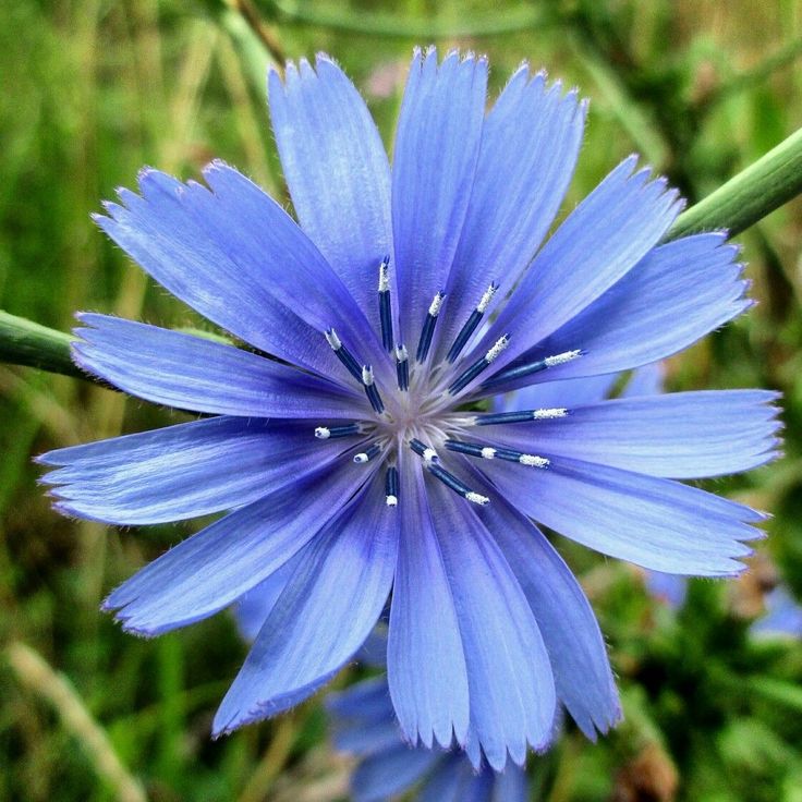 a blue flower that is growing in the grass