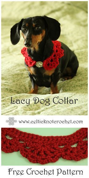 a small dog wearing a red crochet collar