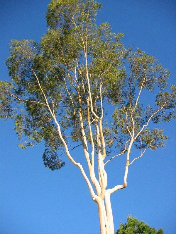 a tall white tree against a blue sky